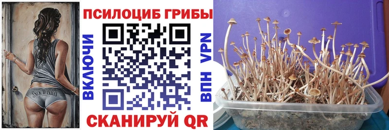 Псилоцибиновые грибы GOLDEN TEACHER Спасск
